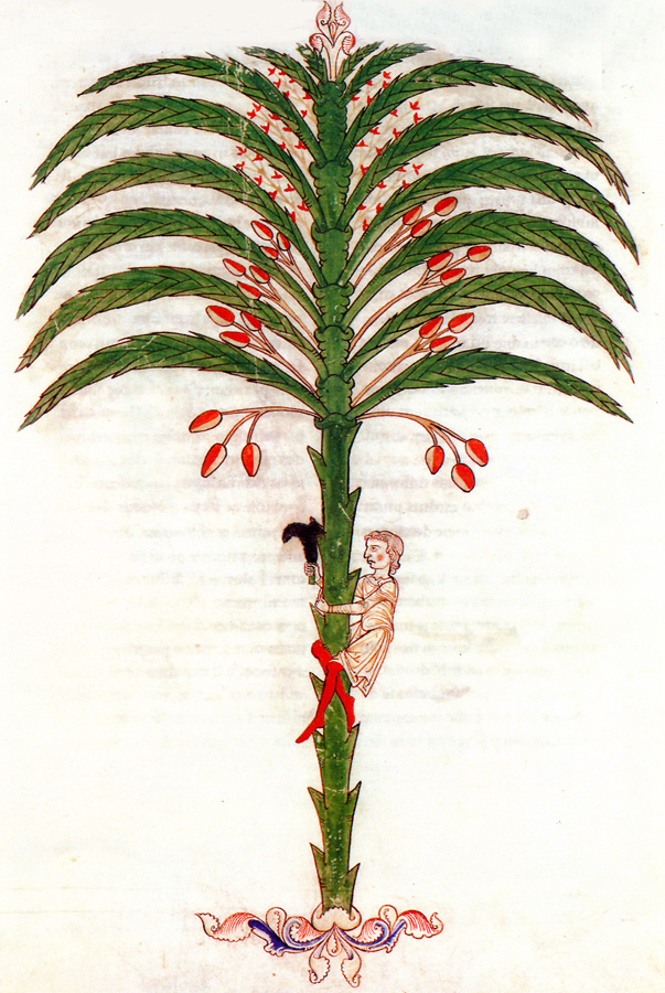 Ilustracion de un personaje ascendiendo por el tronco de una palmera en busca de datiles en el Beato de San Pedro de Cardeña que se conserva en el Museo Arqueologico Nacional en Madrid