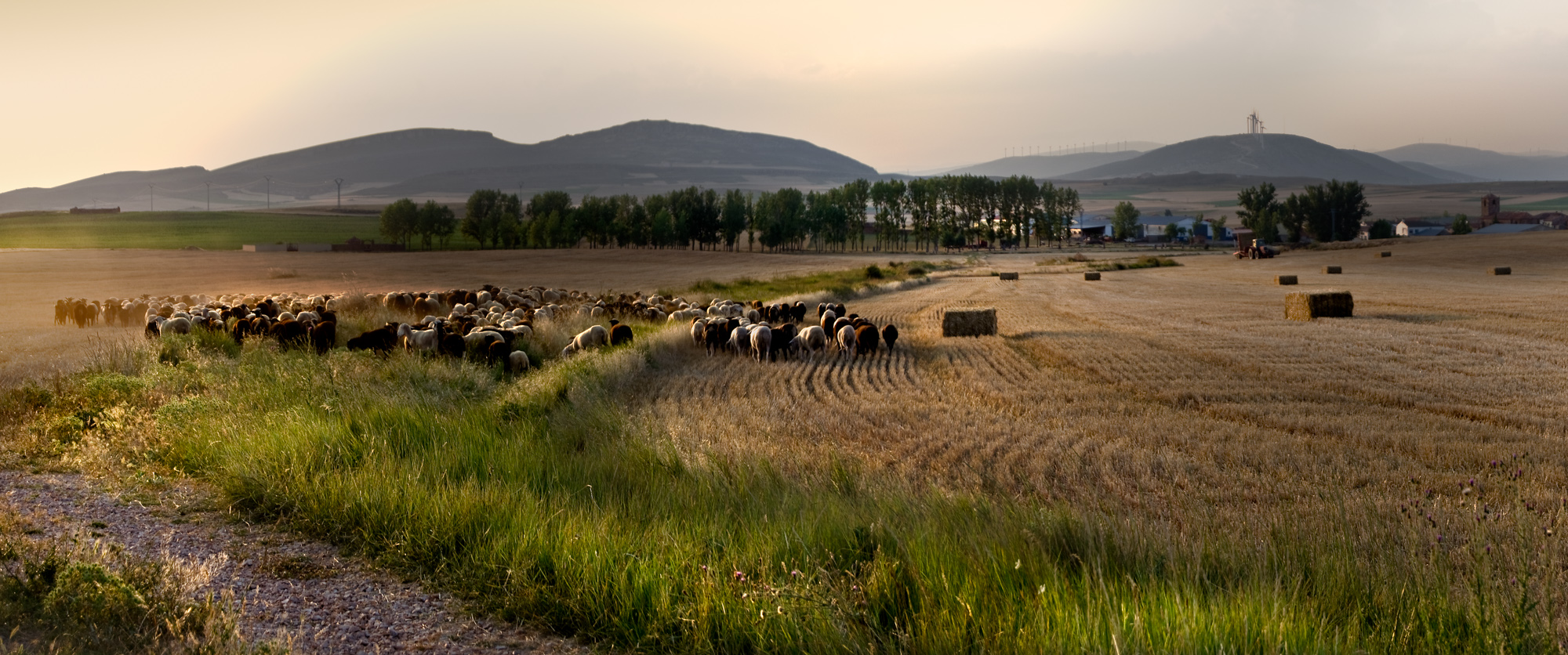 Rebaño de ovejas al atardecer en los campos de la localidad soriana de Torrubia de Soria