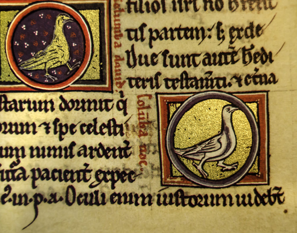 Detalle de la pagina correspondiente a las palomas en el Bestiario de Oxford Manuscrito Ashmole 1511 de la Biblioteca Bodleian